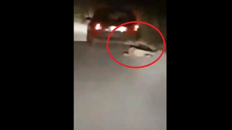 Σαδιστής σέρνει σκύλο πίσω από το αυτοκίνητό του μέχρι να καταρρεύσει – Σκληρό βίντεο